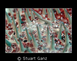 Crown of Thorns by Stuart Ganz 